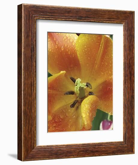 After the Rain 2050-Brian Leighton-Framed Giclee Print