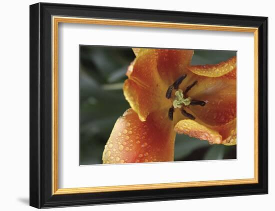 After the Rain 6814-Brian Leighton-Framed Giclee Print