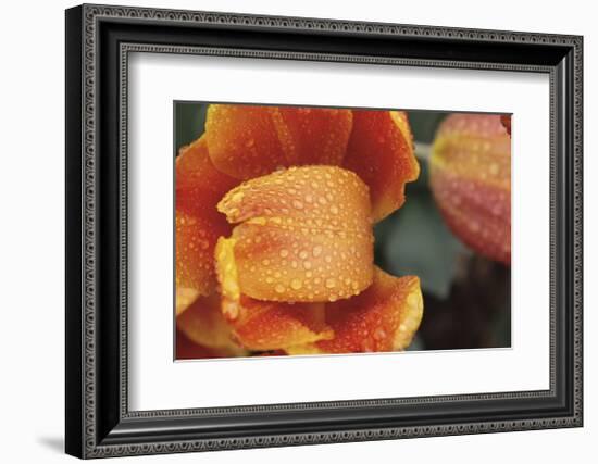 After the Rain 6820-Brian Leighton-Framed Giclee Print