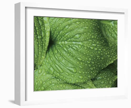 After the Rain 6834-Brian Leighton-Framed Giclee Print