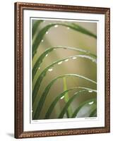 After the Rain II-Joy Doherty-Framed Giclee Print
