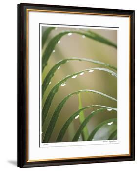 After the Rain II-Joy Doherty-Framed Giclee Print