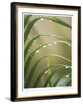 After the Rain II-Joy Doherty-Framed Giclee Print