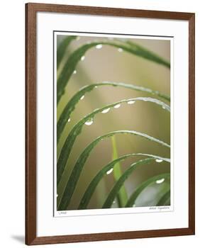 After the Rain II-Joy Doherty-Framed Giclee Print