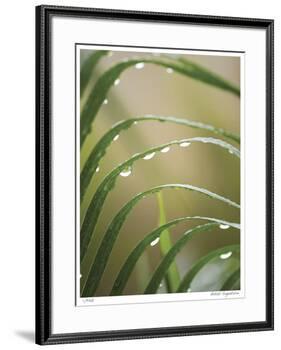 After the Rain II-Joy Doherty-Framed Giclee Print
