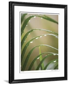 After the Rain II-Joy Doherty-Framed Giclee Print
