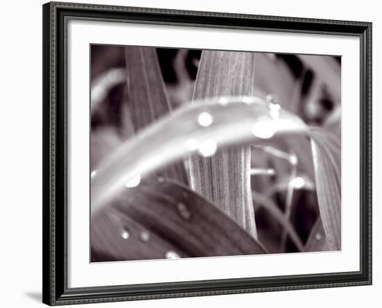 After The Rain II-Douglas Yan-Framed Giclee Print