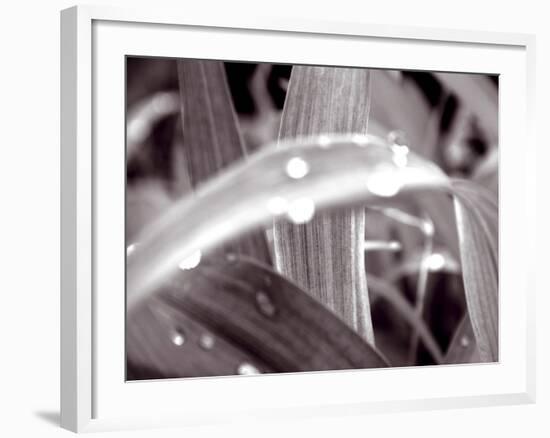 After The Rain II-Douglas Yan-Framed Giclee Print