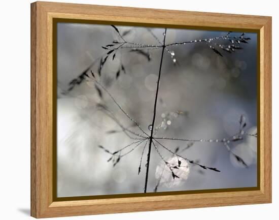 After The Rain-Heidi Westum-Framed Premier Image Canvas