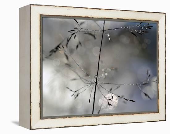 After The Rain-Heidi Westum-Framed Premier Image Canvas