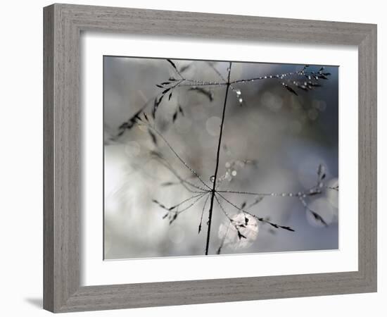 After The Rain-Heidi Westum-Framed Photographic Print