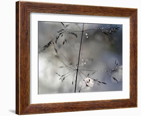 After The Rain-Heidi Westum-Framed Photographic Print