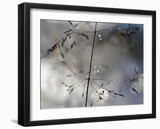 After The Rain-Heidi Westum-Framed Photographic Print