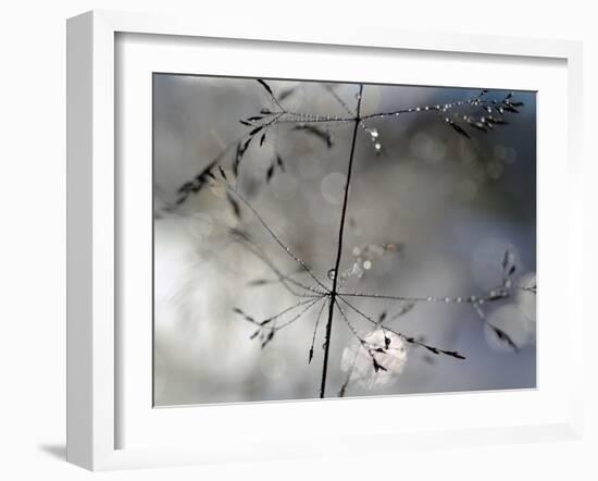 After The Rain-Heidi Westum-Framed Photographic Print