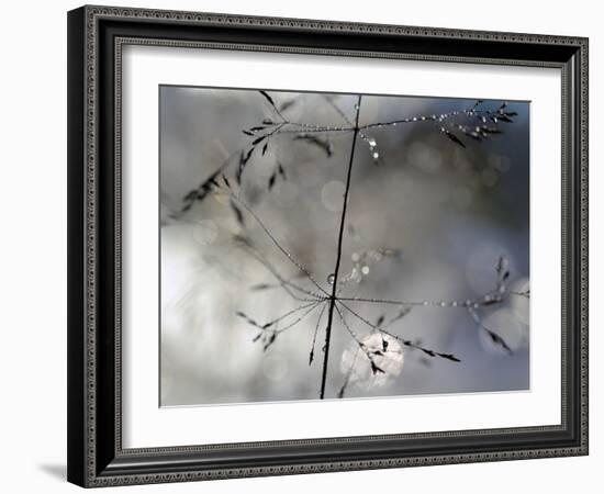 After The Rain-Heidi Westum-Framed Photographic Print