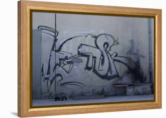 After Trapped in an Empty Shed, Badger (Meles Meles) Passes Graffiti on its Return to the Forest-Klaus Echle-Framed Premier Image Canvas