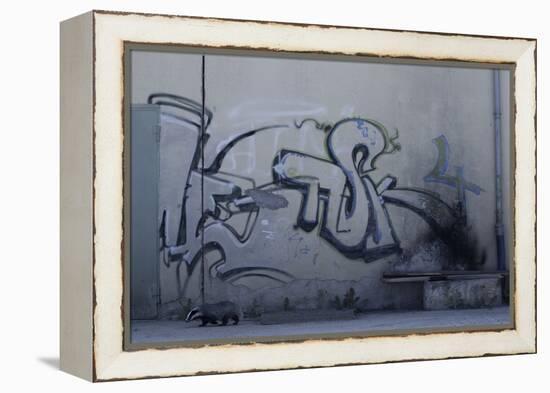 After Trapped in an Empty Shed, Badger (Meles Meles) Passes Graffiti on its Return to the Forest-Klaus Echle-Framed Premier Image Canvas