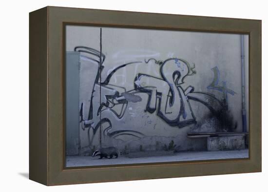 After Trapped in an Empty Shed, Badger (Meles Meles) Passes Graffiti on its Return to the Forest-Klaus Echle-Framed Premier Image Canvas