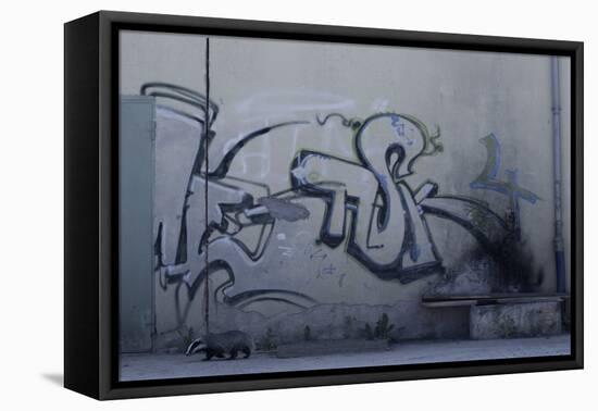 After Trapped in an Empty Shed, Badger (Meles Meles) Passes Graffiti on its Return to the Forest-Klaus Echle-Framed Premier Image Canvas