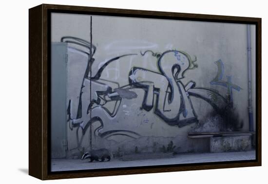 After Trapped in an Empty Shed, Badger (Meles Meles) Passes Graffiti on its Return to the Forest-Klaus Echle-Framed Premier Image Canvas