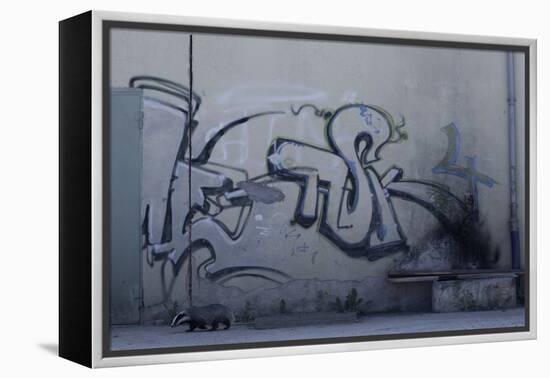 After Trapped in an Empty Shed, Badger (Meles Meles) Passes Graffiti on its Return to the Forest-Klaus Echle-Framed Premier Image Canvas