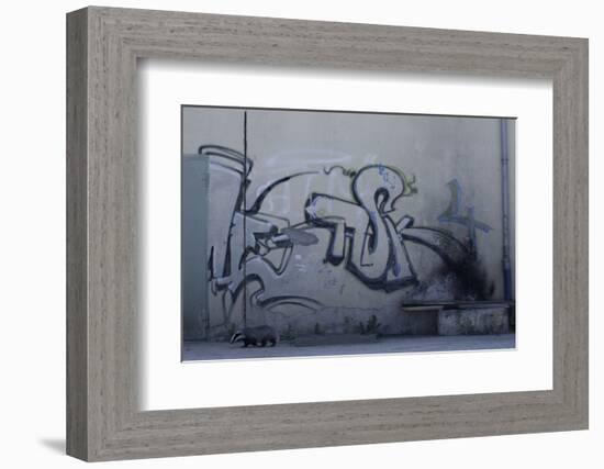 After Trapped in an Empty Shed, Badger (Meles Meles) Passes Graffiti on its Return to the Forest-Klaus Echle-Framed Photographic Print