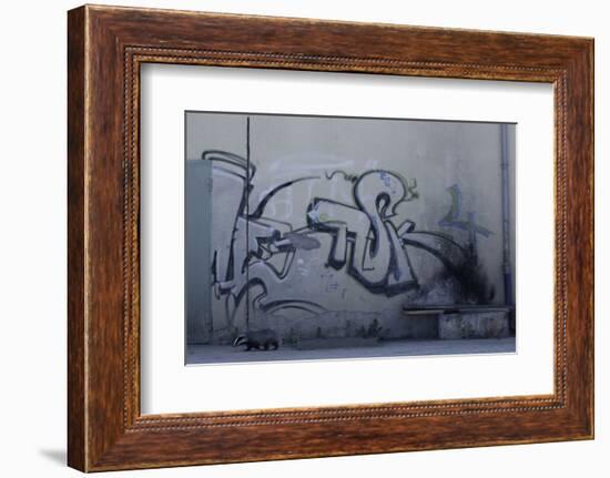 After Trapped in an Empty Shed, Badger (Meles Meles) Passes Graffiti on its Return to the Forest-Klaus Echle-Framed Photographic Print