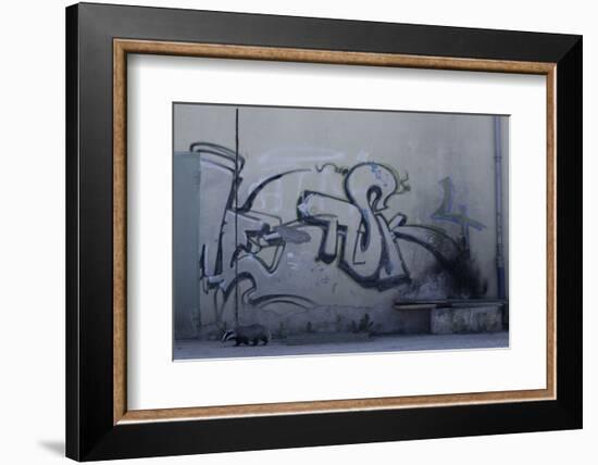 After Trapped in an Empty Shed, Badger (Meles Meles) Passes Graffiti on its Return to the Forest-Klaus Echle-Framed Photographic Print