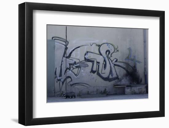 After Trapped in an Empty Shed, Badger (Meles Meles) Passes Graffiti on its Return to the Forest-Klaus Echle-Framed Photographic Print