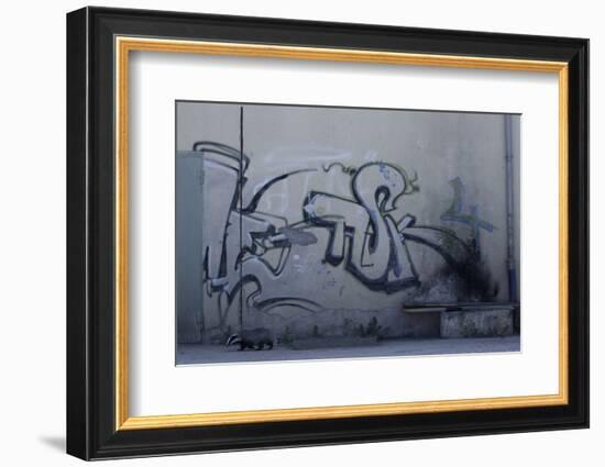 After Trapped in an Empty Shed, Badger (Meles Meles) Passes Graffiti on its Return to the Forest-Klaus Echle-Framed Photographic Print