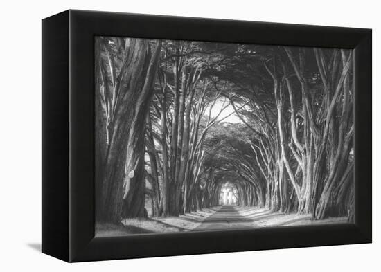 Afternoon Light Cypress Tree Road, Poiint Reyes National Seashore-Vincent James-Framed Premier Image Canvas