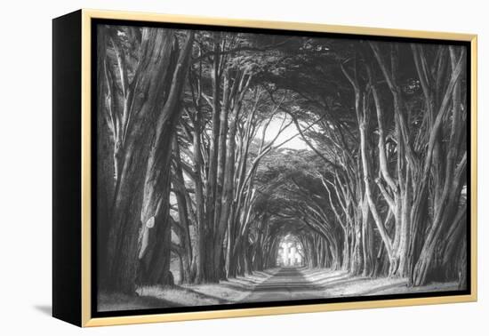 Afternoon Light Cypress Tree Road, Poiint Reyes National Seashore-Vincent James-Framed Premier Image Canvas