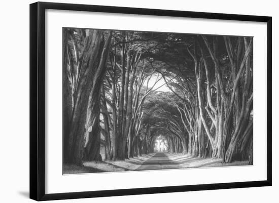 Afternoon Light Cypress Tree Road, Poiint Reyes National Seashore-Vincent James-Framed Photographic Print