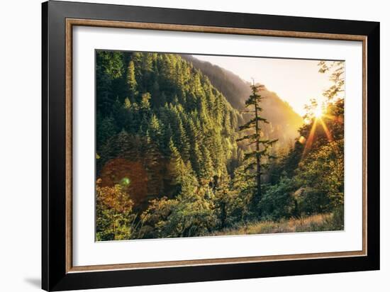 Afternoon Light Eagle Creek Trail - Columbia River Gorge Oregon-Vincent James-Framed Photographic Print