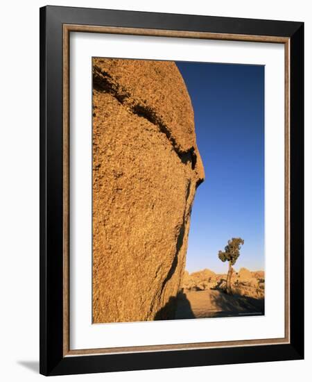 Afternoon Light on Rock and Tree, Joshua Tree National Park, California-Aaron McCoy-Framed Photographic Print