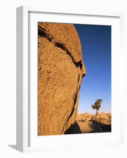 Afternoon Light on Rock and Tree, Joshua Tree National Park, California-Aaron McCoy-Framed Photographic Print