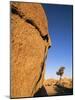Afternoon Light on Rock and Tree, Joshua Tree National Park, California-Aaron McCoy-Mounted Photographic Print