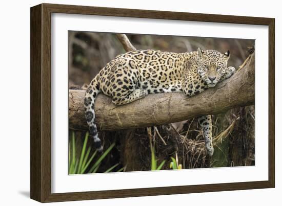 Afternoon Pause-Staffan Widstrand-Framed Giclee Print