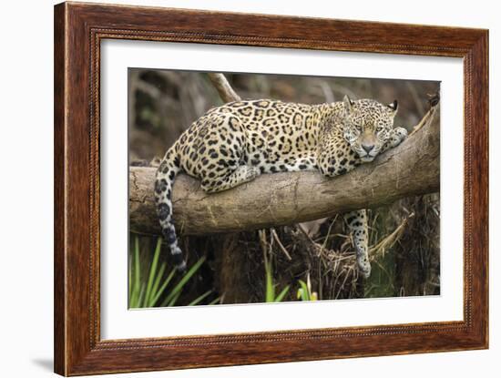 Afternoon Pause-Staffan Widstrand-Framed Giclee Print