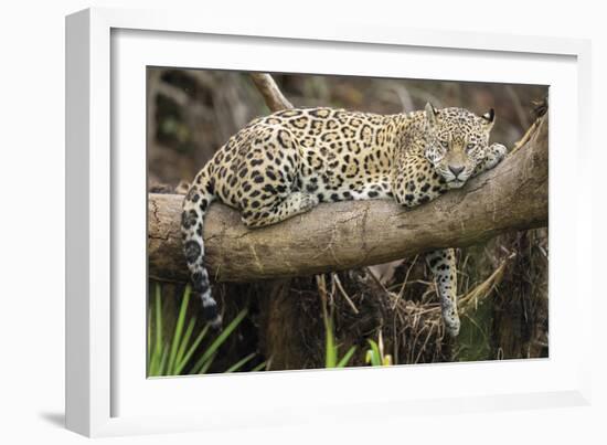 Afternoon Pause-Staffan Widstrand-Framed Giclee Print