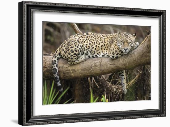 Afternoon Pause-Staffan Widstrand-Framed Giclee Print