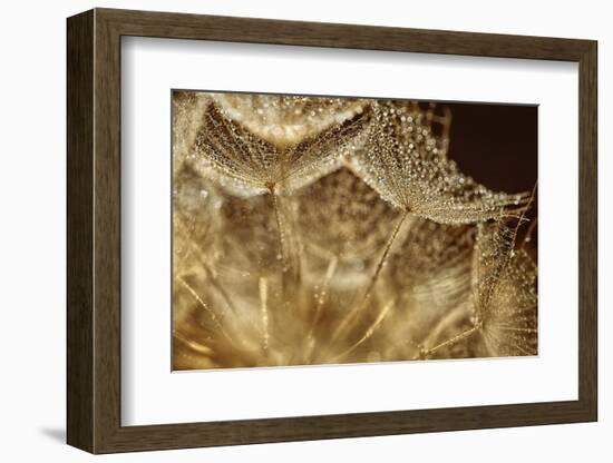 Afternoon rain-Heidi Westum-Framed Photographic Print