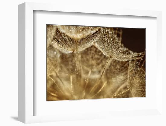 Afternoon rain-Heidi Westum-Framed Photographic Print