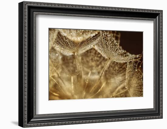 Afternoon rain-Heidi Westum-Framed Photographic Print