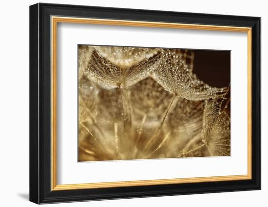 Afternoon rain-Heidi Westum-Framed Photographic Print