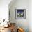 Afternoon Splash-Sydney Edmunds-Framed Giclee Print displayed on a wall