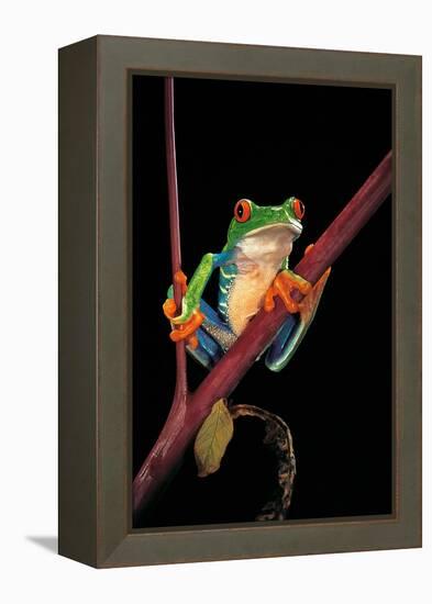 Agalychnis Callidryas (Red-Eyed Treefrog )-Paul Starosta-Framed Premier Image Canvas