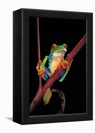 Agalychnis Callidryas (Red-Eyed Treefrog )-Paul Starosta-Framed Premier Image Canvas