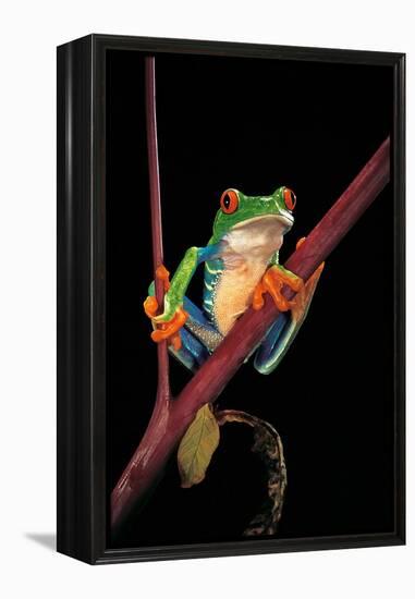 Agalychnis Callidryas (Red-Eyed Treefrog )-Paul Starosta-Framed Premier Image Canvas