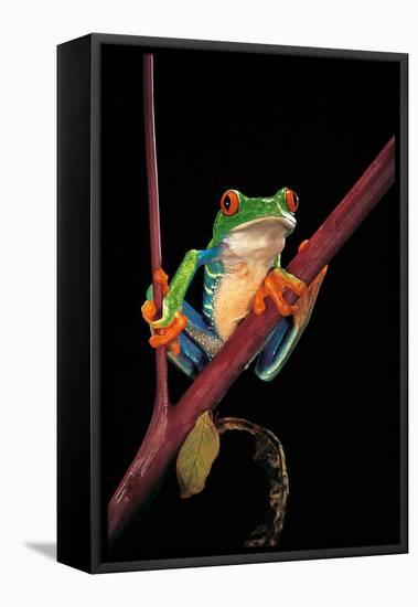 Agalychnis Callidryas (Red-Eyed Treefrog )-Paul Starosta-Framed Premier Image Canvas